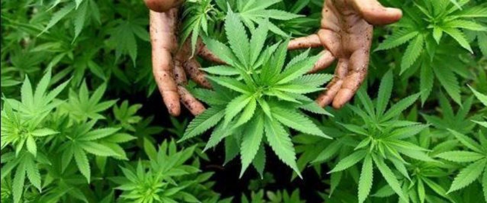 You will be surprised to know that cannabis has shocking benefits
