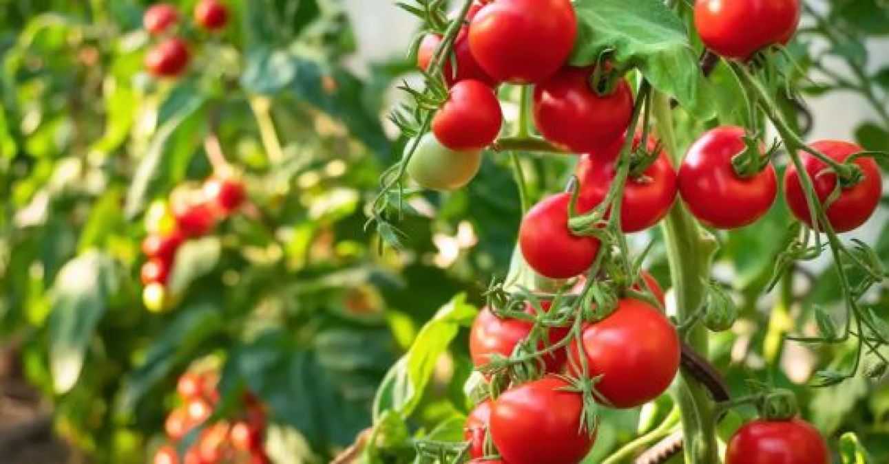 Tomatoes eaten daily from constipation removal to weight gain