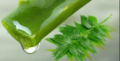 If you are troubled by gum pain, then use aloe vera