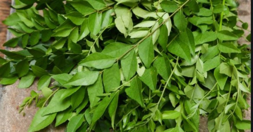 Curry leaves are beneficial for everything from constipation to liver