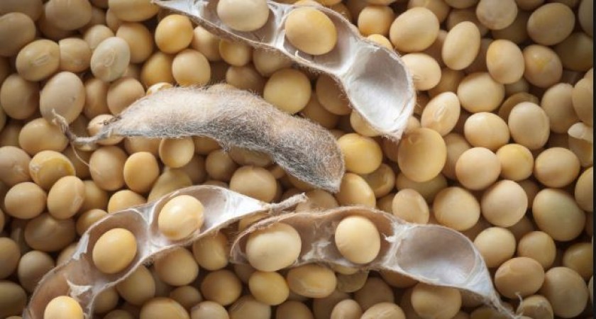 Soyabean contains more protein than meat, know the benefits of eating