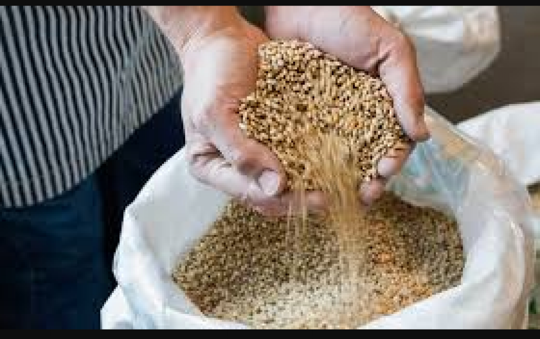 Consumption of Barley contains many benefits, Know here