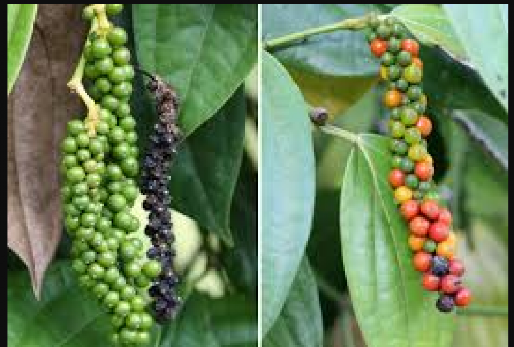 Black Pepper has many benefits, helps in reducing weight