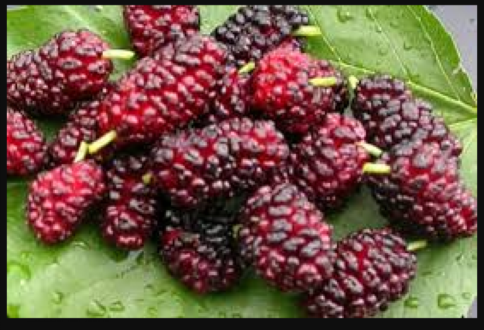 Mulberry is helpful in curing Anaemia, know other benefits