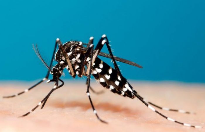 सर्दी में बढ़ रहे मच्छर तो हो सकता है डेंगू, ऐसे करें बचाव