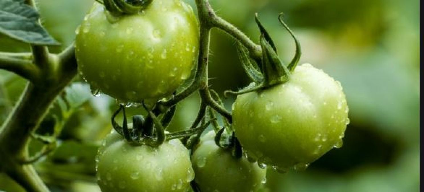 Know the benefits of green tomatoes