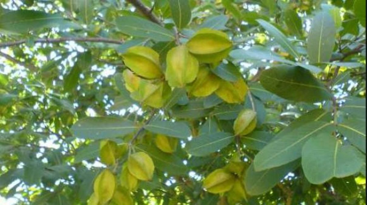 Arjuna's bark is beneficial for the heart, know how to eat