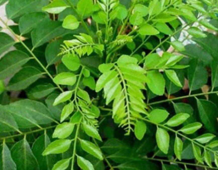 Eating curry leaves on an empty stomach in the morning will increase the light of the eyes