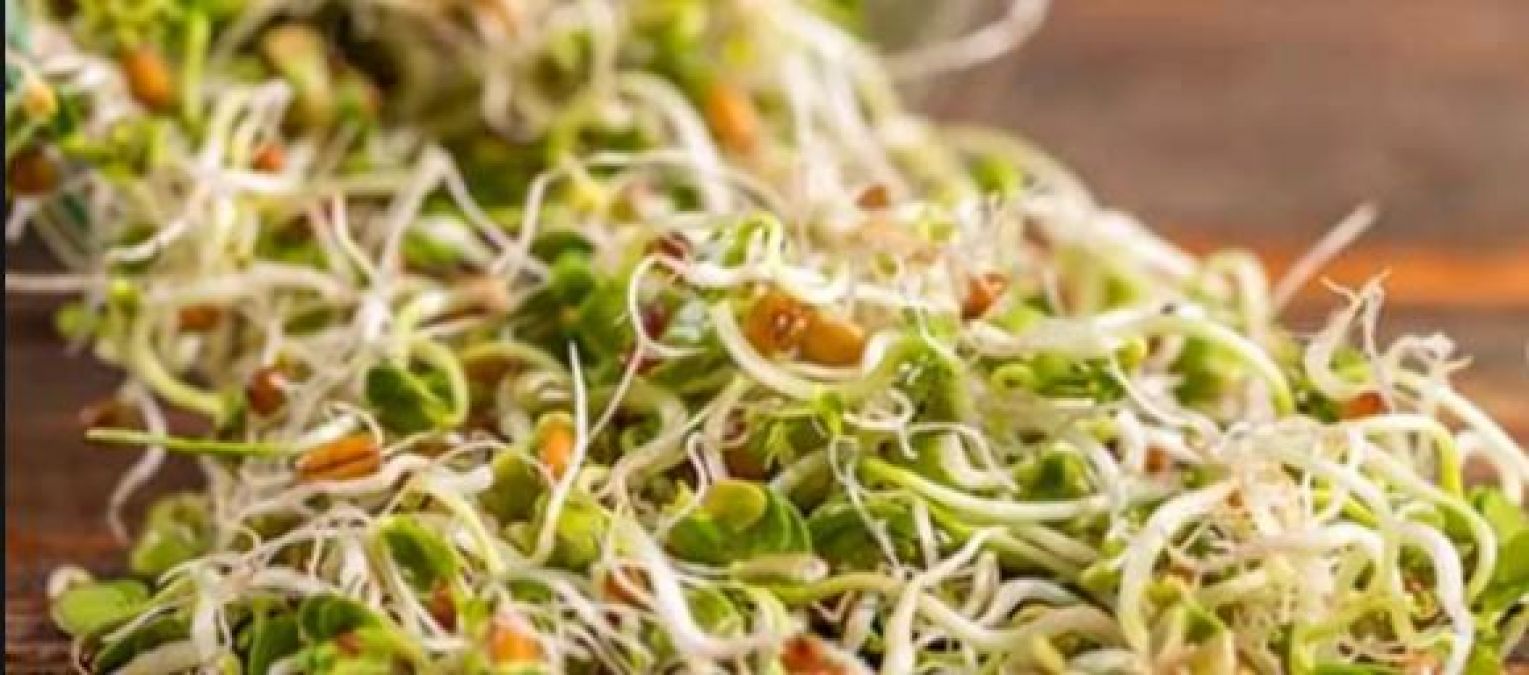 Raw sprouts can cause major damage to body