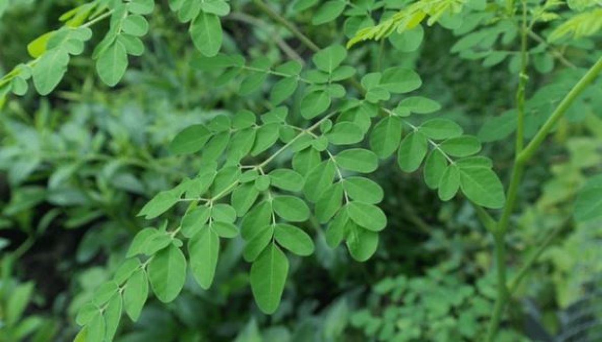 Sahajan leaves are very beneficial for health, know how?