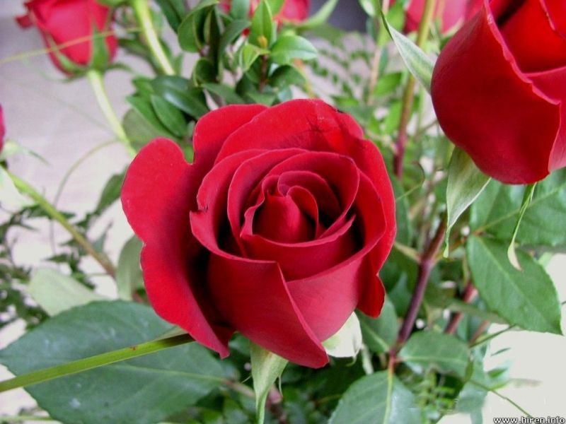 गुलाब के फूल से करे अपने वजन को कम