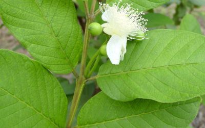 Know health benefits of consuming guava leaves
