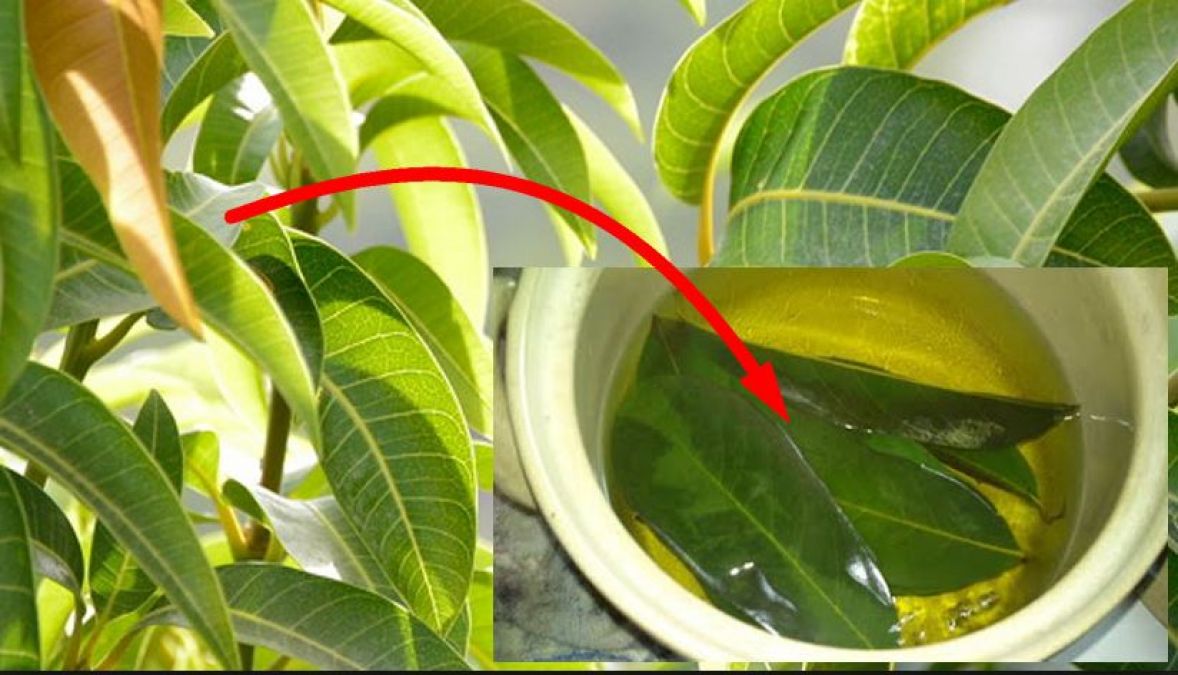Drink mango leaves tea, health benefits