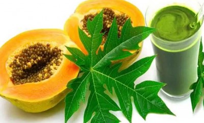 Papaya Leaves Are No Less Than Medicine: How to Use Them