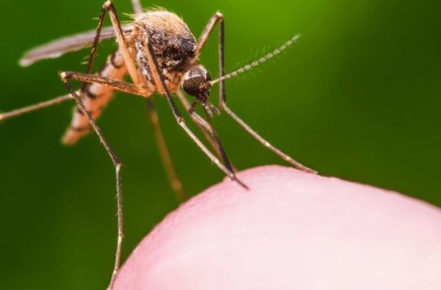 How These 5 Reasons Make Mosquitoes Bite You More Than Others