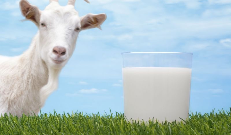 एलेर्जी से बचाता है बकरी का दूध