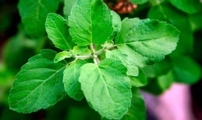 How to Benefit from the Leaves of This Plant for Optimal Health: Consume Daily