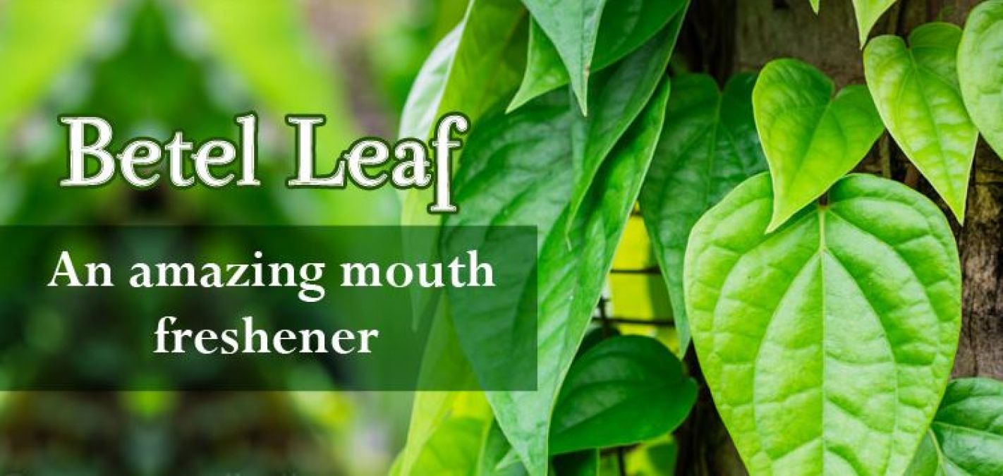 Betel leaves can also cure these diseases