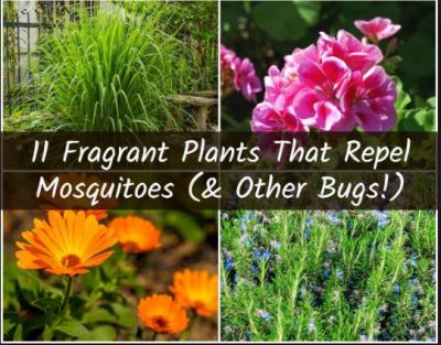 5 Plants to Use as a Natural Mosquito Repellent