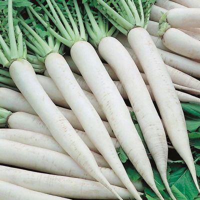 Radish leaves consumption is more beneficial than its stem