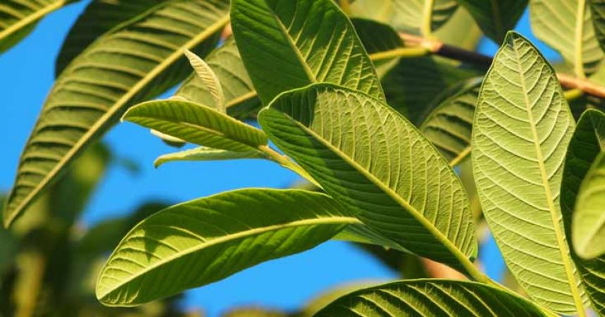 Guava leaves can help to prevent hair loss