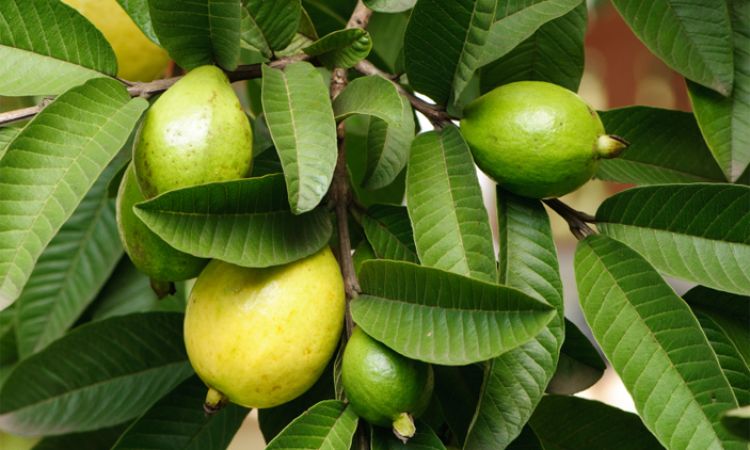 Guava leaves can help to prevent hair loss