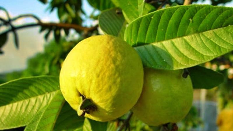 Guava leaves can help to prevent hair loss