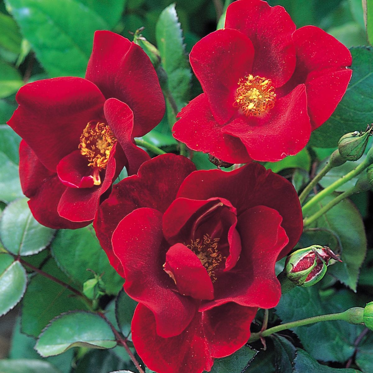 Along with decoration rose is also as well as beneficial for health