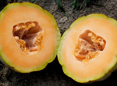 Melon consumption is extremely beneficial for diabetes patients