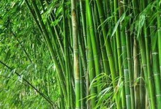 Eating long bamboo leaves will help you increase height