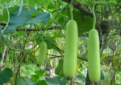 This is how the gourd intake will give the miraculous benefits