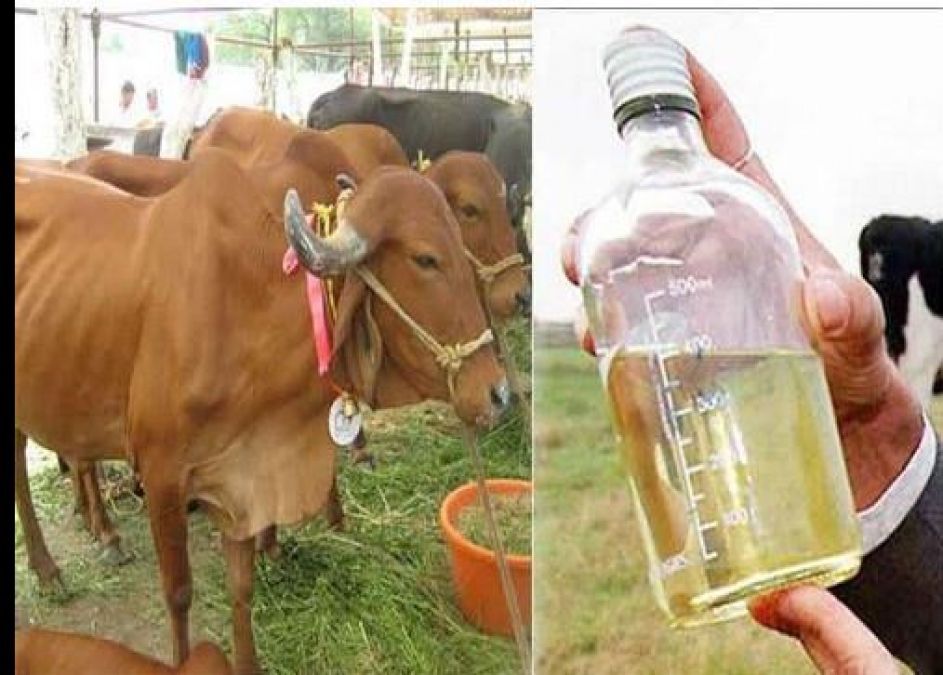 Cow urine is a panacea in the treatment of haemorrhoids to cancer