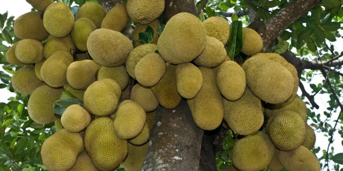 If you also have these diseases, then take a walk away from the jackfruit.
