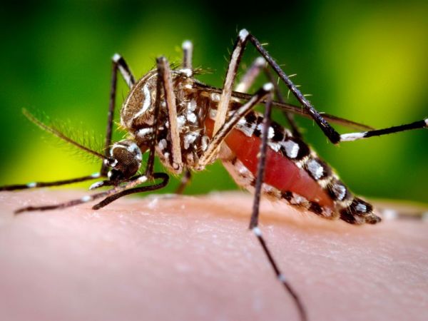 अब मच्छरों के जीन से होगा इलाज