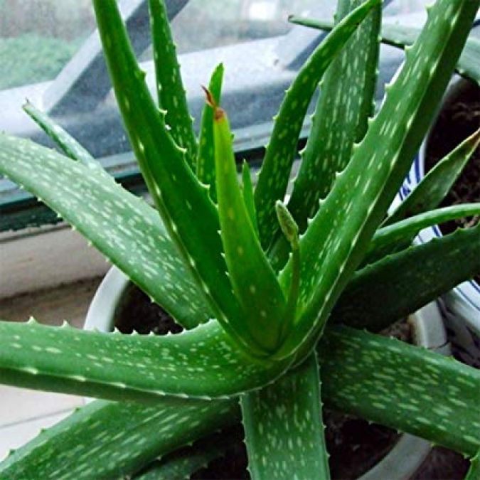 Aloe vera juice is extremely beneficial for health