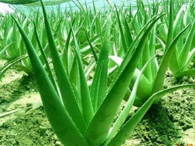 Aloe vera juice is extremely beneficial for health