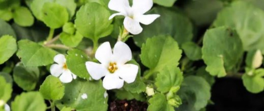 Brahmi will give fast memory and relief from stress, know its benefits