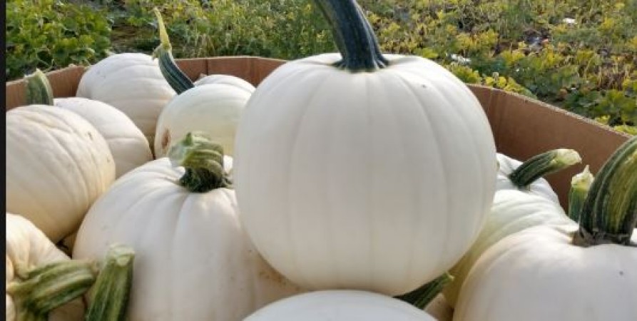 White pumpkin juice is effective in the problem of stones, know other benefits.