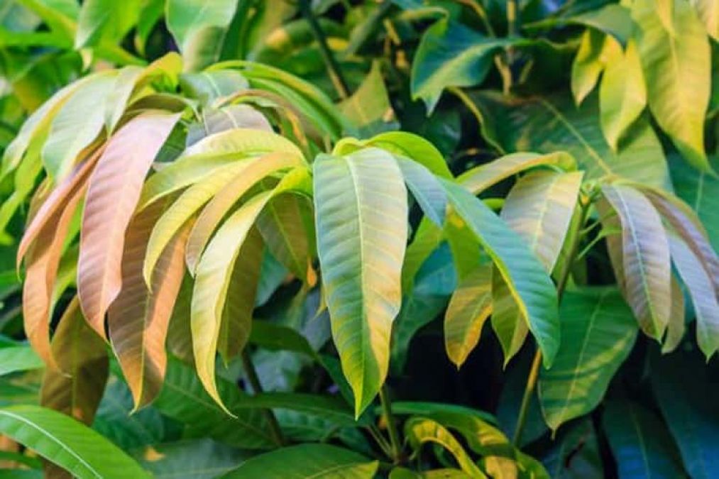 Mango Leaves can eliminate many diseases from the root, know here