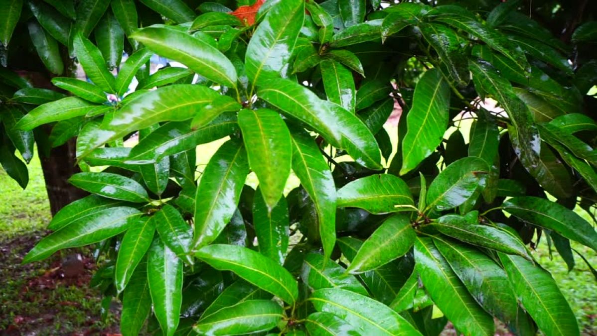 Mango Leaves can eliminate many diseases from the root, know here