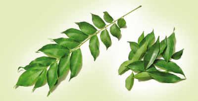 Know medicinal benefits and uses of curry leaves
