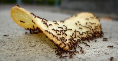 ये उपाय अपनाकर घर से भगाये चींटियां