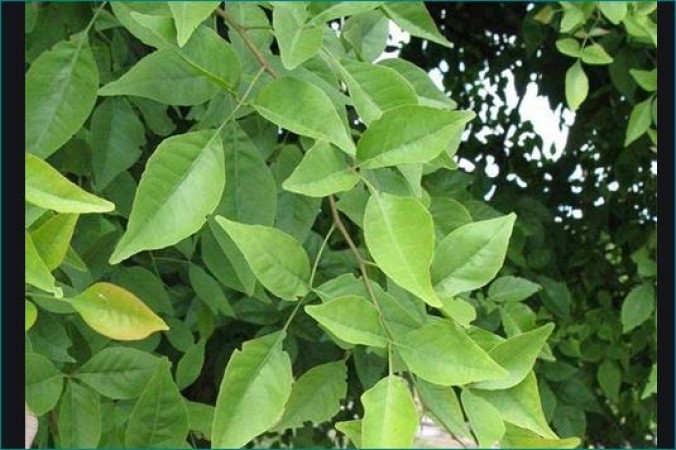 Know amazing benefits of Bell leaves