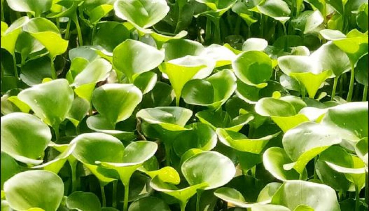 Water hyacinth reduces the risk of cancer, know the surprising benefits