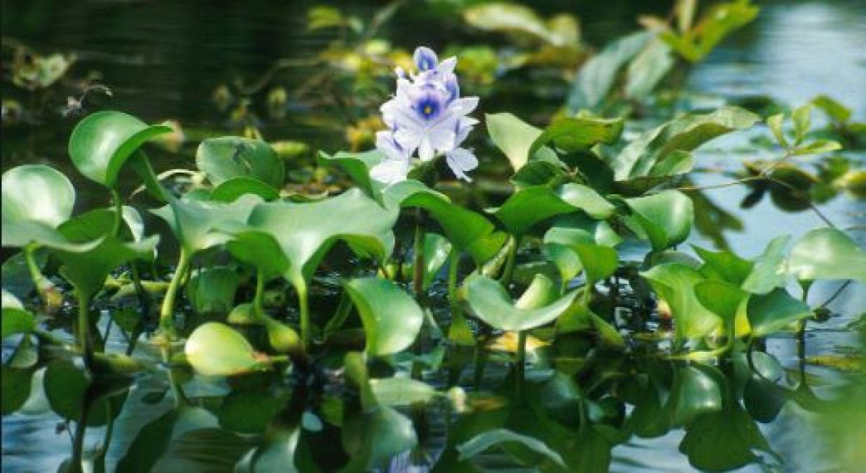 Water hyacinth reduces the risk of cancer, know the surprising benefits