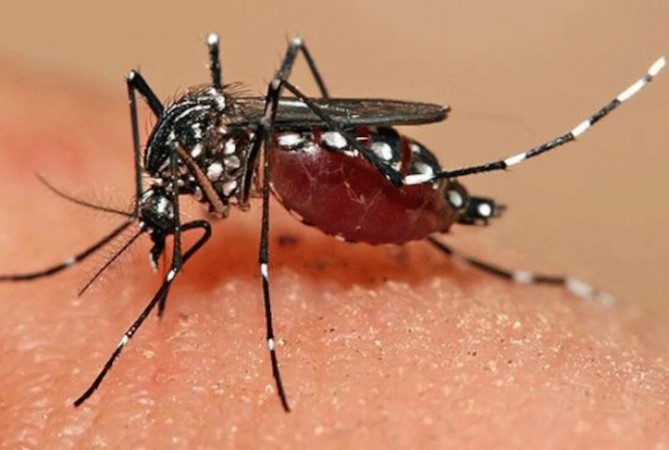 Dengue Enters with the Rain: Know Its Symptoms and Prevention Measures