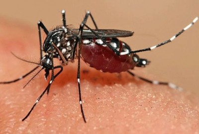 Karnataka Dengue Cases Surge Past 7,000 Amid Heavy Rainfall