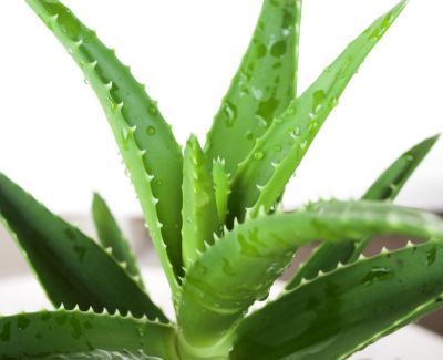 Aloe vera is useful for everything from headaches to coughs and colds, know these benefits