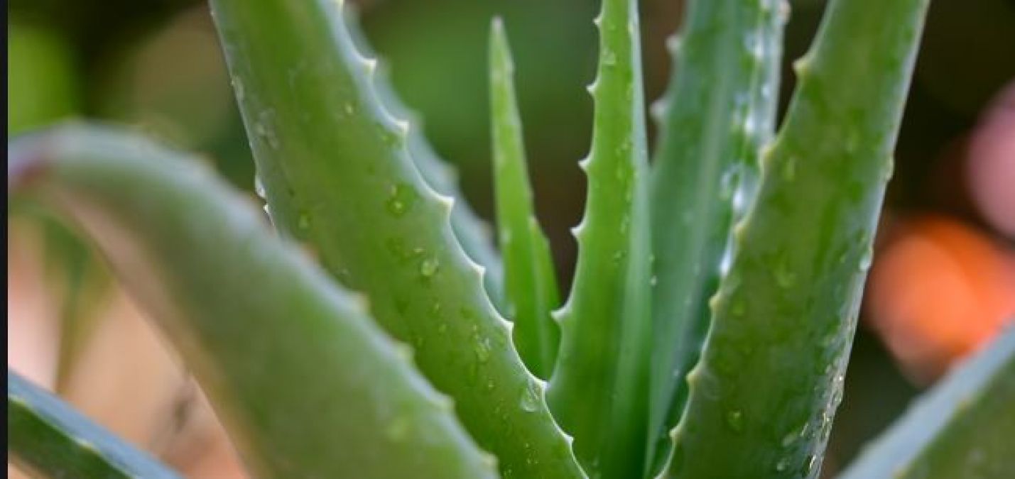 Excess use of aloe vera can be dangerous