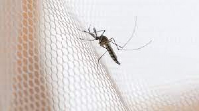 Have mosquitoes knocked at home? Eliminate with these home remedies